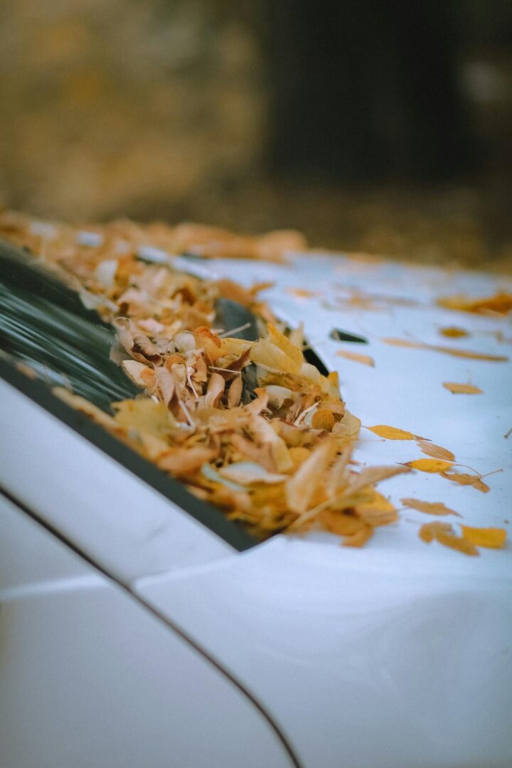 Car hood and windscreen that is full of leaves.